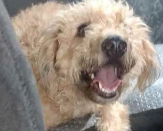 Cachorro raça Mestiça podle  idade 1 ano nome Luna 