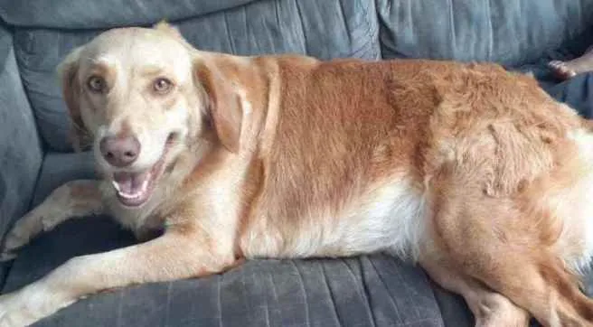 Cachorro raça Mestiça golden idade 4 anos nome Charlote 