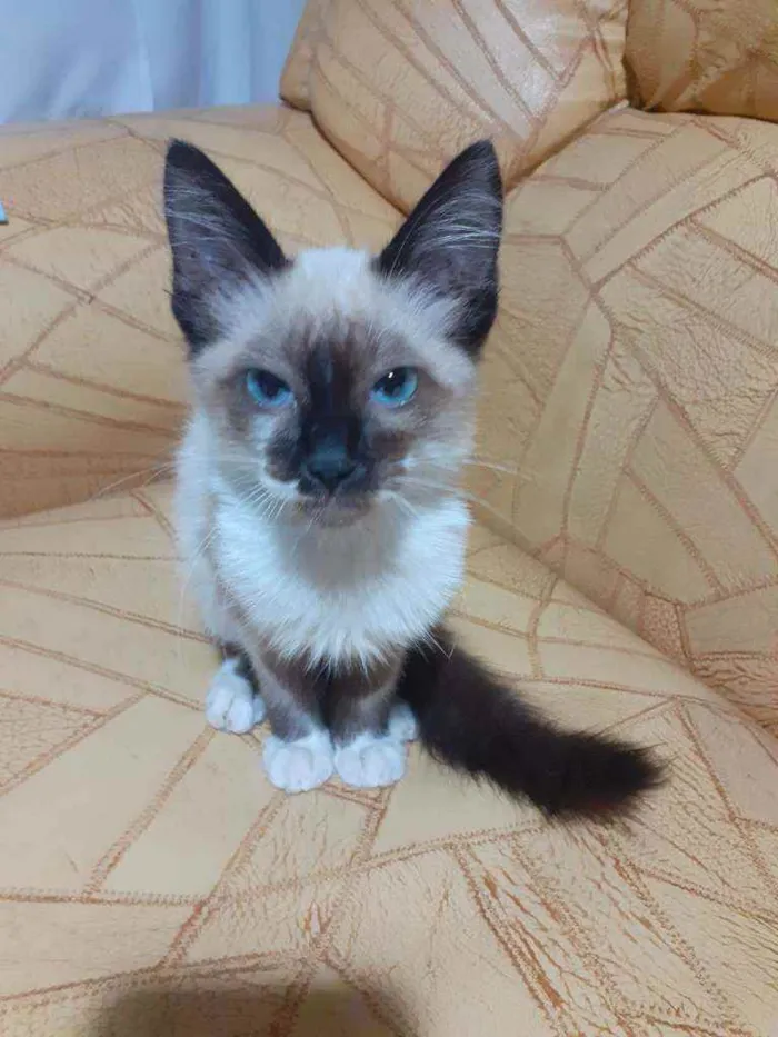 Gato ra a SRDsiamesa idade Abaixo de 2 meses nome Sem nome