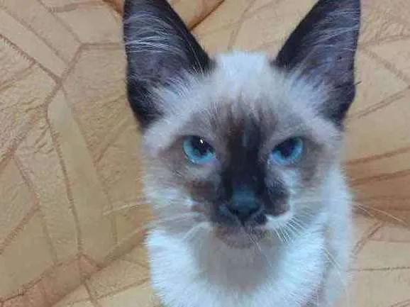 Gato ra a SRDsiamesa idade Abaixo de 2 meses nome Sem nome