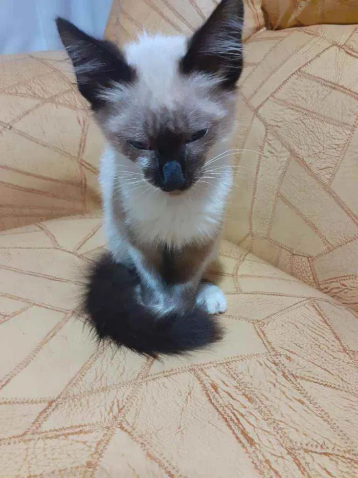 Gato ra a SRDsiamesa idade Abaixo de 2 meses nome Sem nome