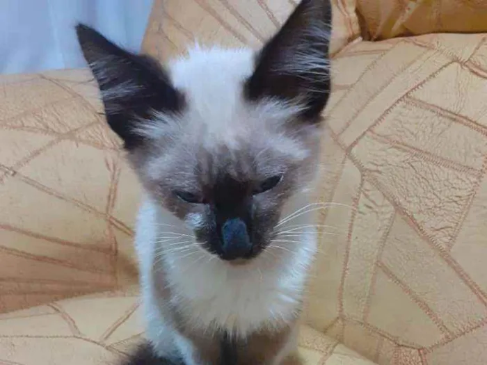 Gato ra a SRDsiamesa idade Abaixo de 2 meses nome Sem nome