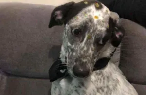 Cachorro raça Vira lata  idade 7 a 11 meses nome Lola