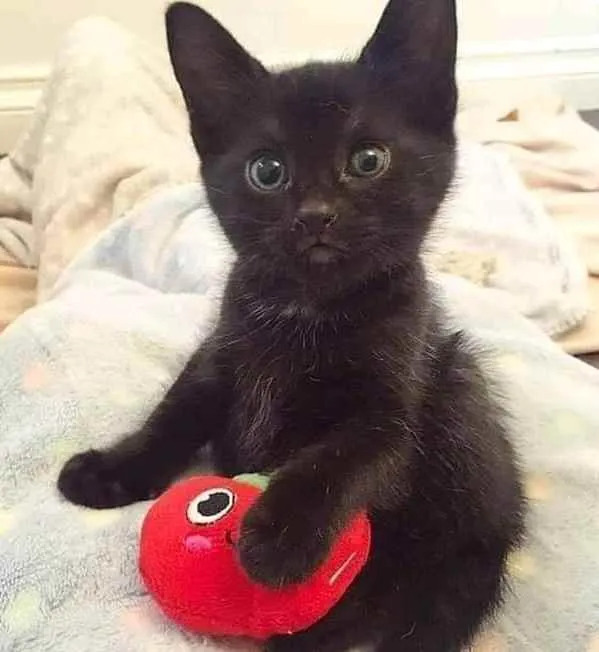 Gato ra a SRD idade 2 a 6 meses nome Sem nome 