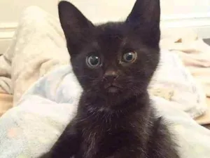 Gato raça SRD idade 2 a 6 meses nome Sem nome 