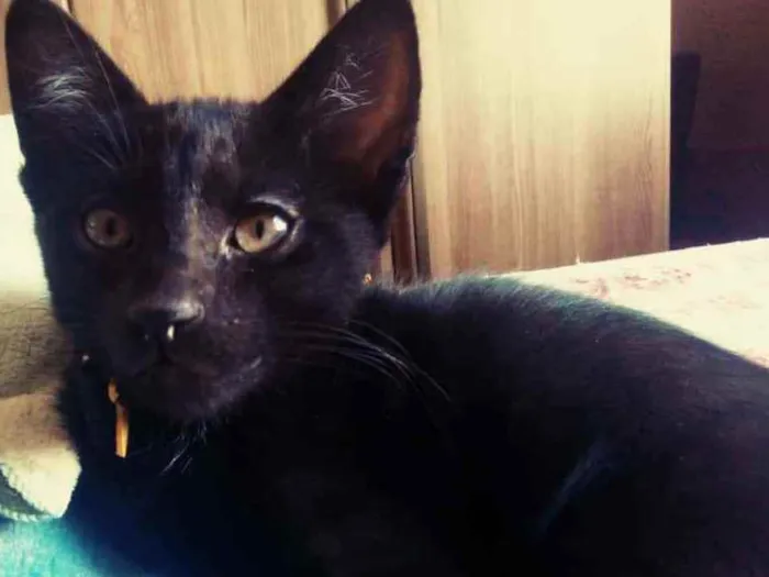 Gato ra a SRD idade 2 a 6 meses nome Sem nome 
