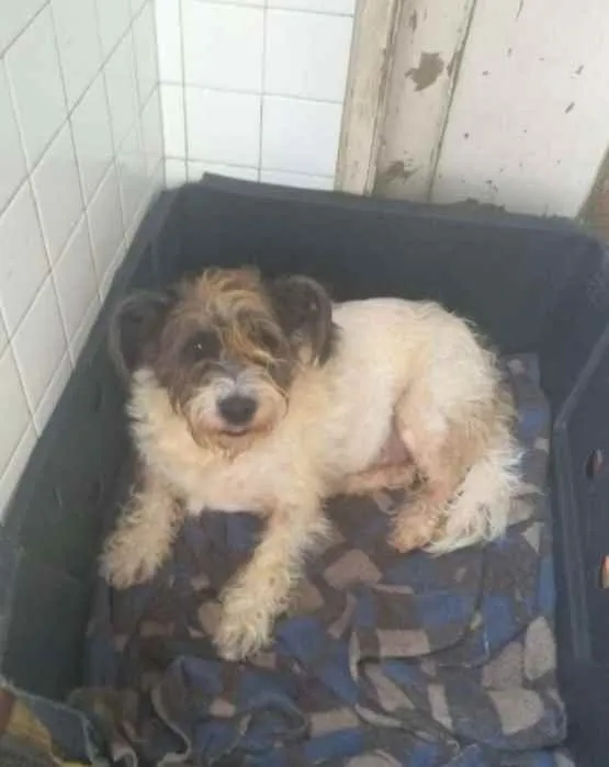 Cachorro raça Vira lata  idade 3 anos nome Bilu 