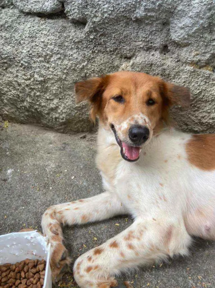 Cachorro ra a SRD idade 1 ano nome Menina
