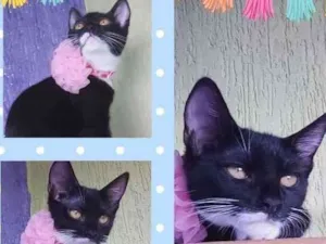 Gato raça Srd idade 2 a 6 meses nome Zulu