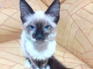 Gato raça SRDsiamesa idade Abaixo de 2 meses nome Sem nome