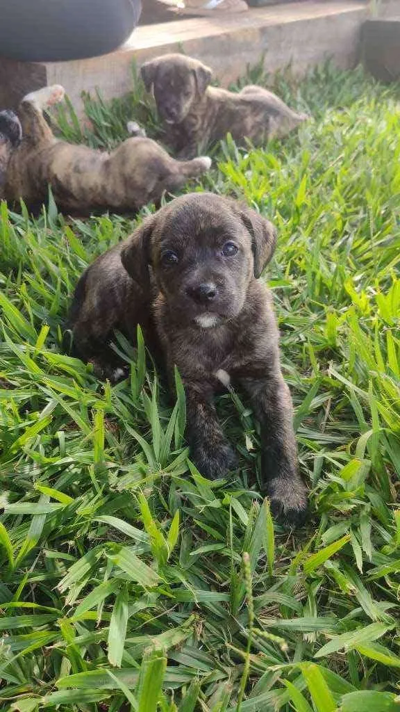 Cachorro ra a SRD idade Abaixo de 2 meses nome Filhotes