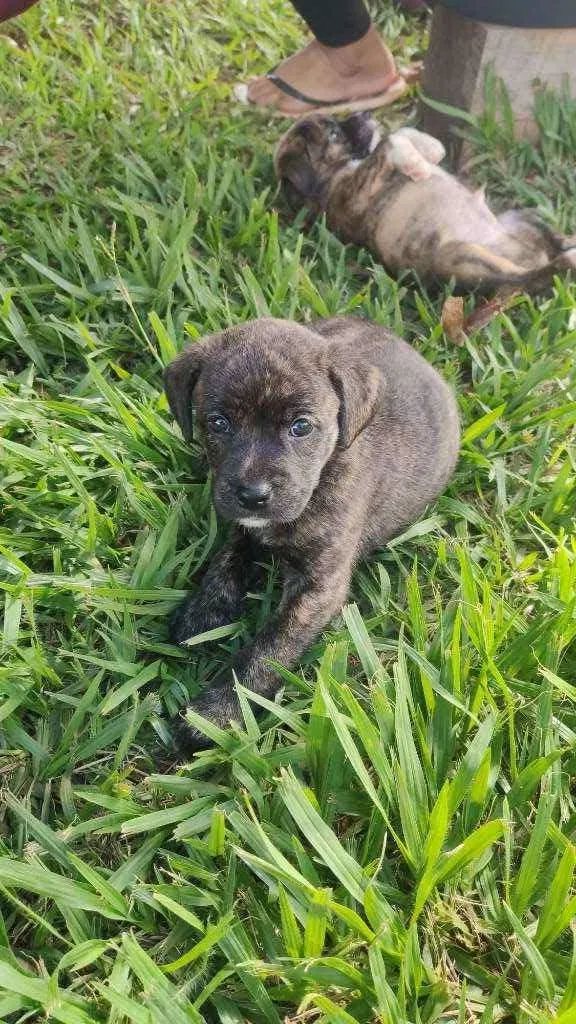 Cachorro ra a SRD idade Abaixo de 2 meses nome Filhotes