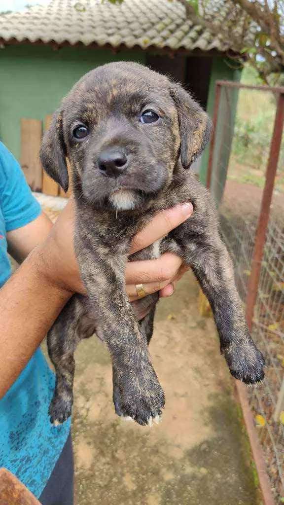 Cachorro ra a SRD idade Abaixo de 2 meses nome Filhotes