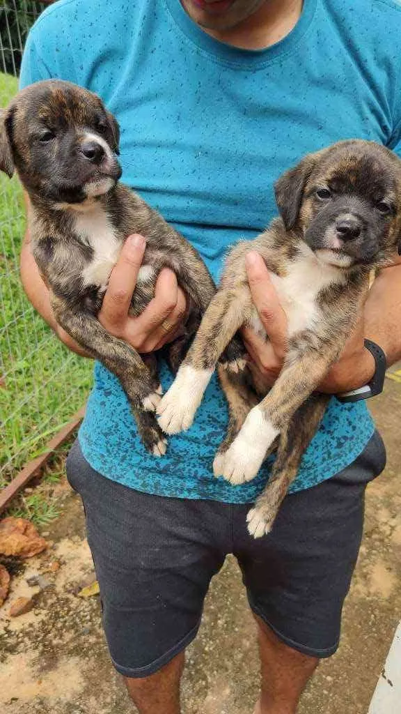 Cachorro ra a SRD idade Abaixo de 2 meses nome Filhotes