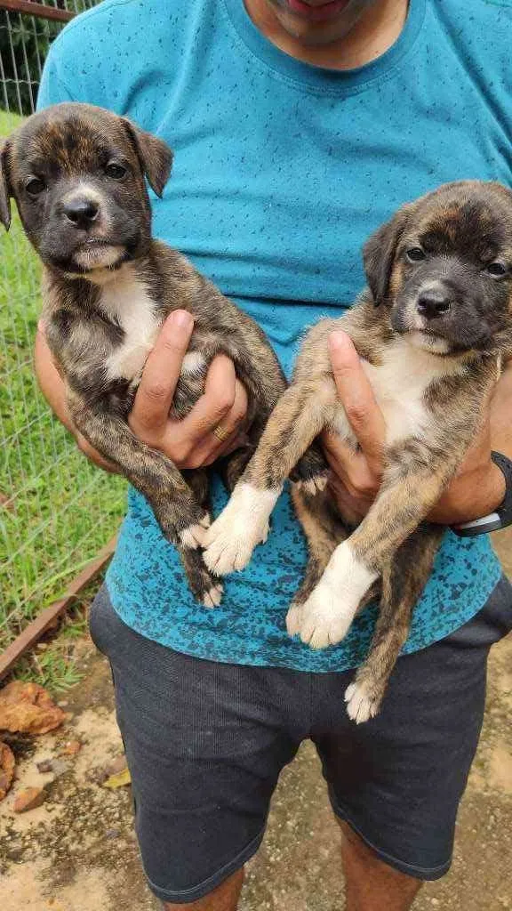 Cachorro ra a SRD idade Abaixo de 2 meses nome Filhotes