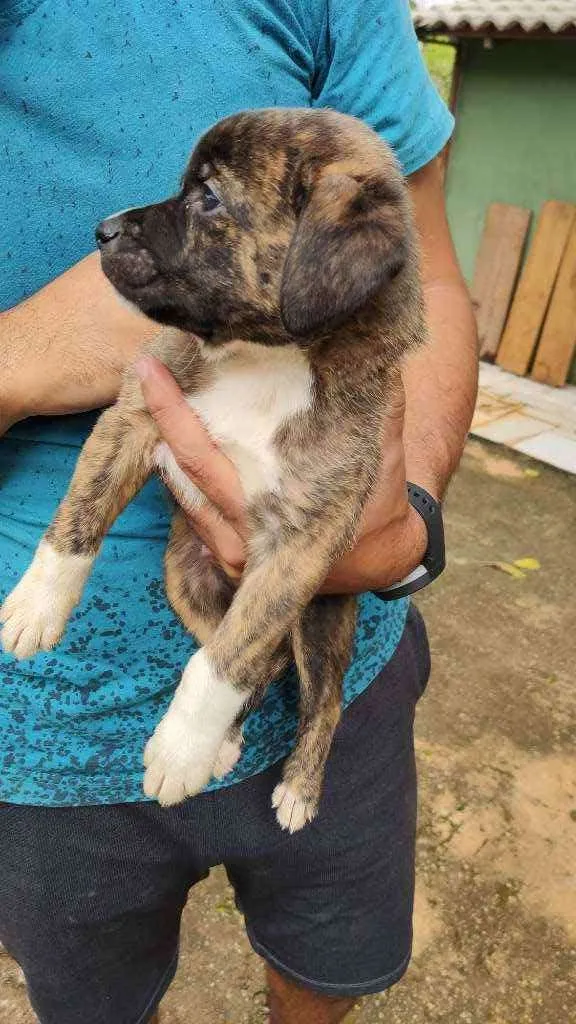 Cachorro ra a SRD idade Abaixo de 2 meses nome Filhotes