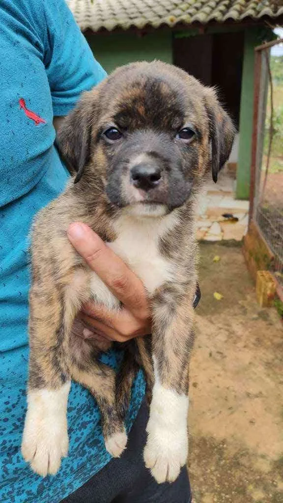 Cachorro ra a SRD idade Abaixo de 2 meses nome Filhotes