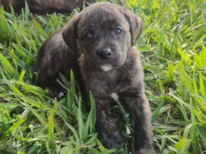 Cachorro raça SRD idade Abaixo de 2 meses nome Filhotes