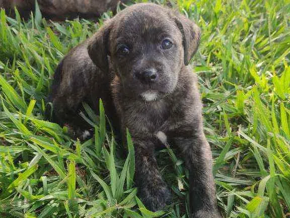Cachorro ra a SRD idade Abaixo de 2 meses nome Filhotes