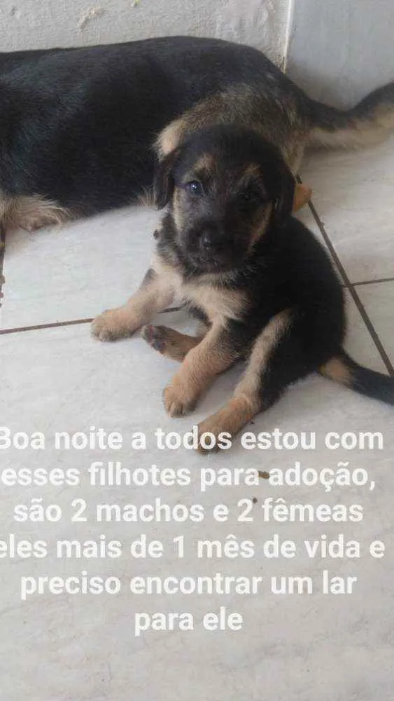 Cachorro ra a Misturado  idade 2 a 6 meses nome Sem nome 