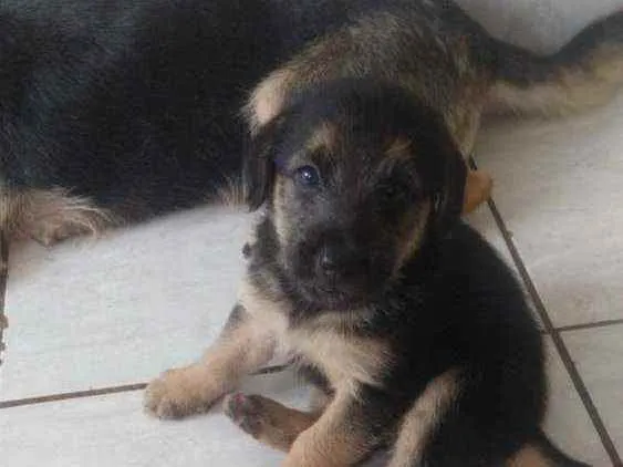 Cachorro ra a Misturado  idade 2 a 6 meses nome Sem nome 