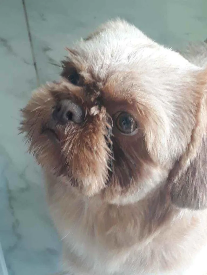 Cachorro ra a Shitzu idade 1 ano nome Duque