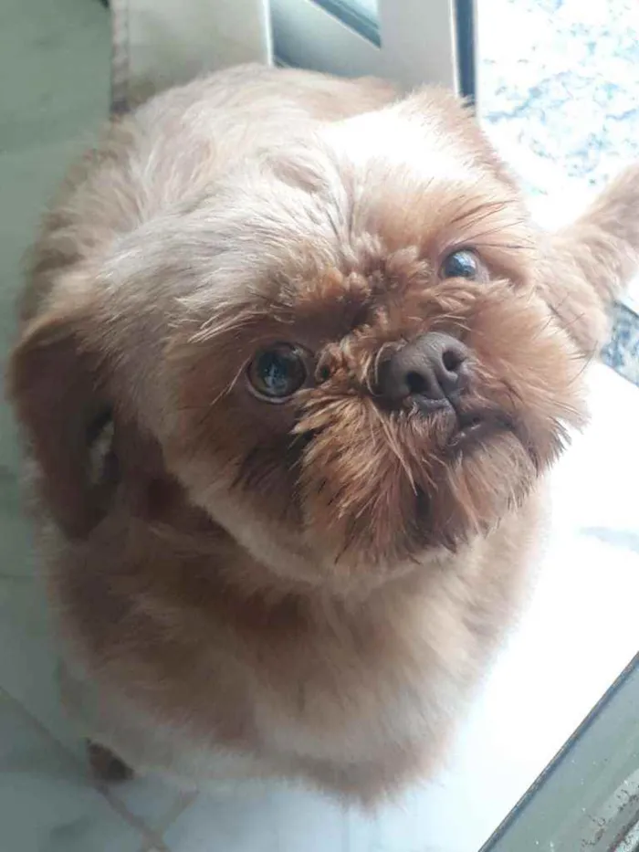 Cachorro ra a Shitzu idade 1 ano nome Duque