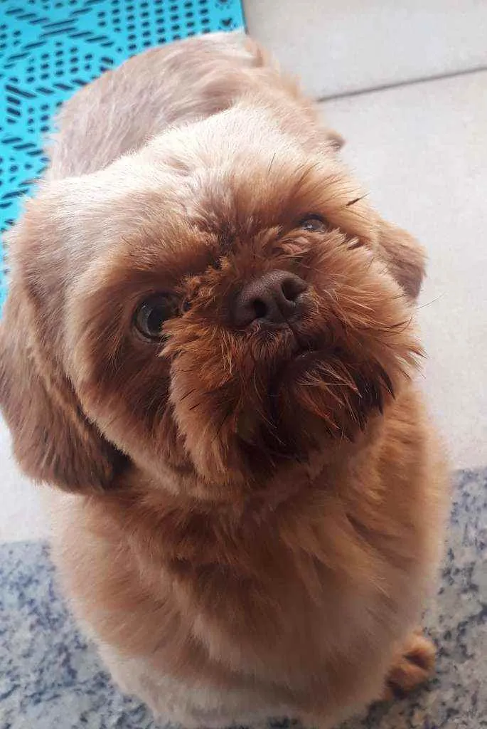 Cachorro ra a Shitzu idade 1 ano nome Duque