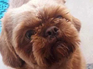 Cachorro raça Shitzu idade 1 ano nome Duque
