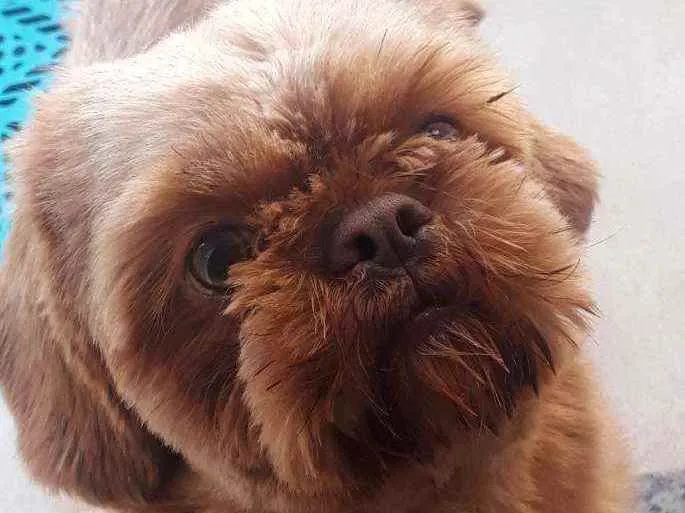 Cachorro ra a Shitzu idade 1 ano nome Duque