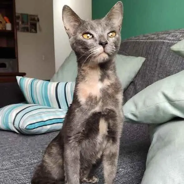 Gato ra a SRD idade 7 a 11 meses nome Nina