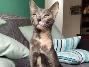 Gato raça SRD idade 7 a 11 meses nome Nina