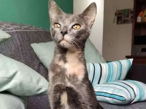 Gato ra a SRD idade 7 a 11 meses nome Nina