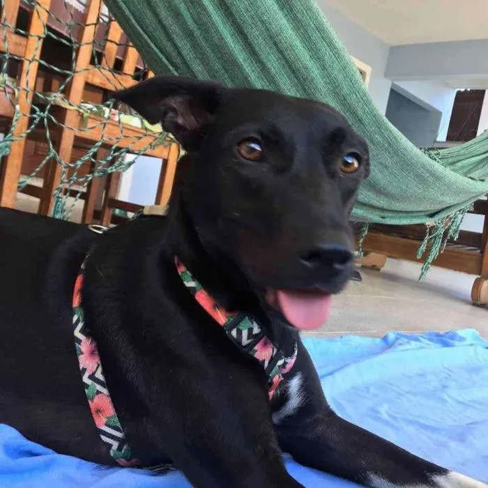 Cachorro ra a SRD idade  nome Amora