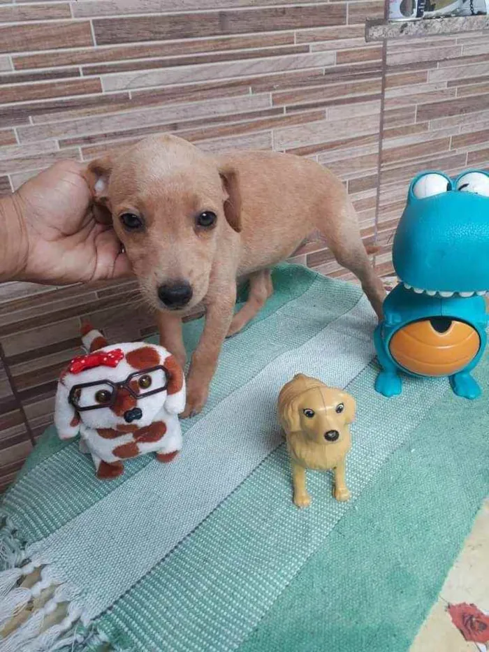 Cachorro raça SRD idade 2 a 6 meses nome Mel 