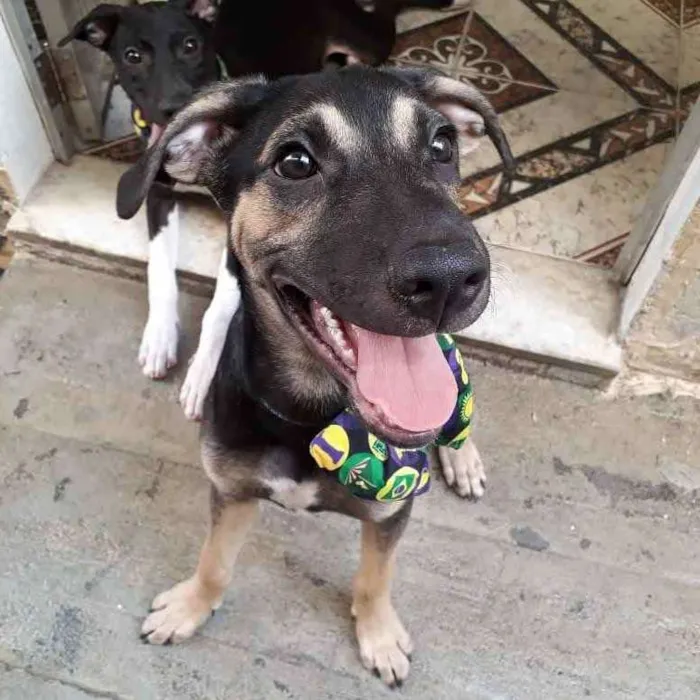 Cachorro ra a SRD idade 2 a 6 meses nome Ricardinho