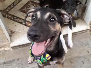 Cachorro raça SRD idade 2 a 6 meses nome Ricardinho