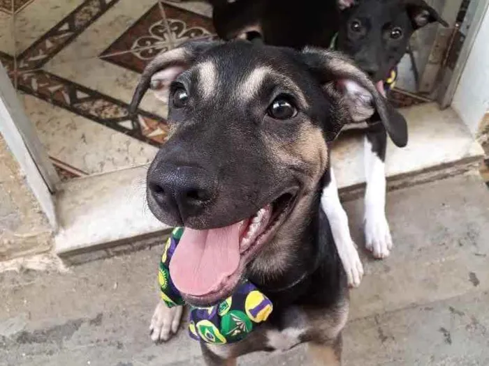 Cachorro ra a SRD idade 2 a 6 meses nome Ricardinho