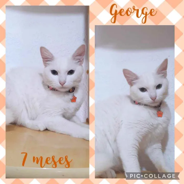 Gato raça Srd idade 7 a 11 meses nome George