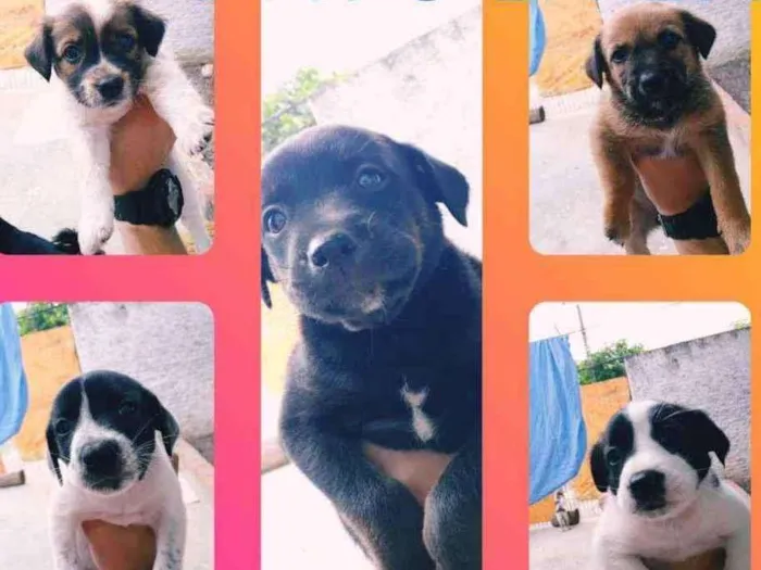 Cachorro ra a Sem raça definida idade 2 a 6 meses nome Sem nome