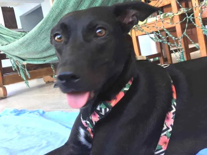 Cachorro ra a SRD idade  nome Amora