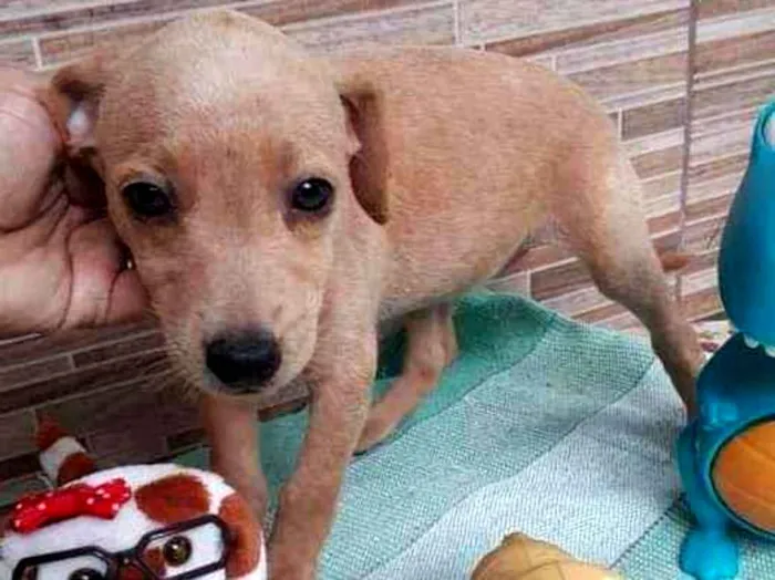 Cachorro raça SRD idade 2 a 6 meses nome Mel 