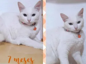 Gato raça Srd idade 7 a 11 meses nome George