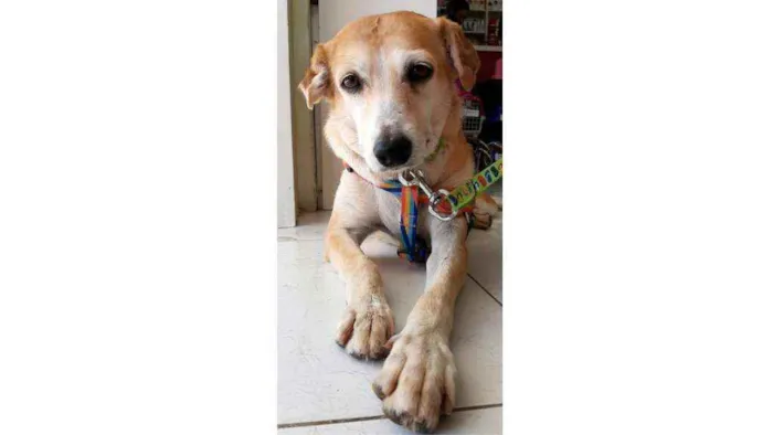 Cachorro ra a SRD idade 4 anos nome Mel