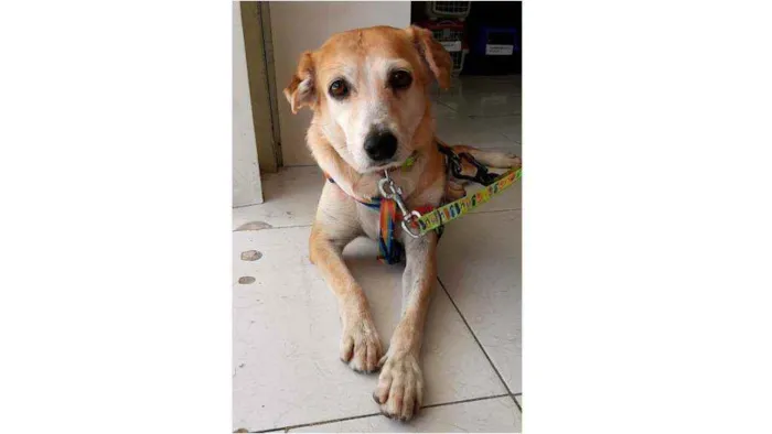 Cachorro ra a SRD idade 4 anos nome Mel