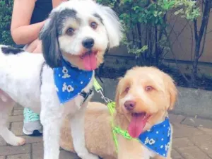 Cachorro raça  idade 2 anos nome SPOT E CARAMELO