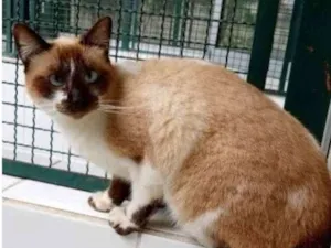 Gato raça Vira lata  idade 4 anos nome Milonga 