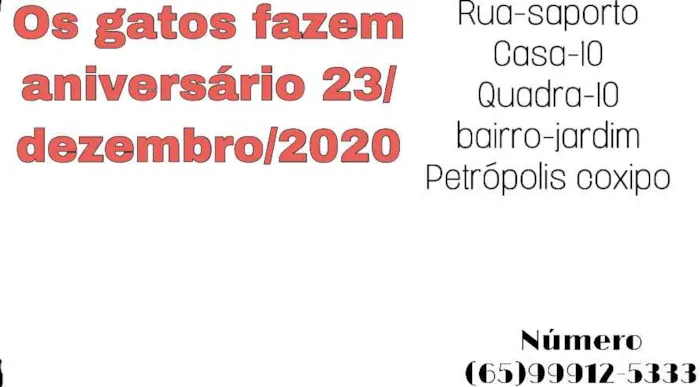 Gato ra a Gato preto idade Abaixo de 2 meses nome Sem nome