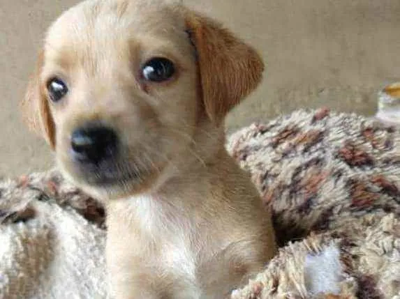 Cachorro raça SRD idade Abaixo de 2 meses nome Jade 