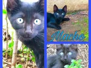 Gato raça Gato preto idade Abaixo de 2 meses nome Sem nome
